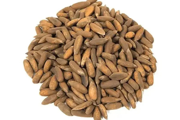 Discovering the Nutty Flavor of Chilgoza Pine Nuts