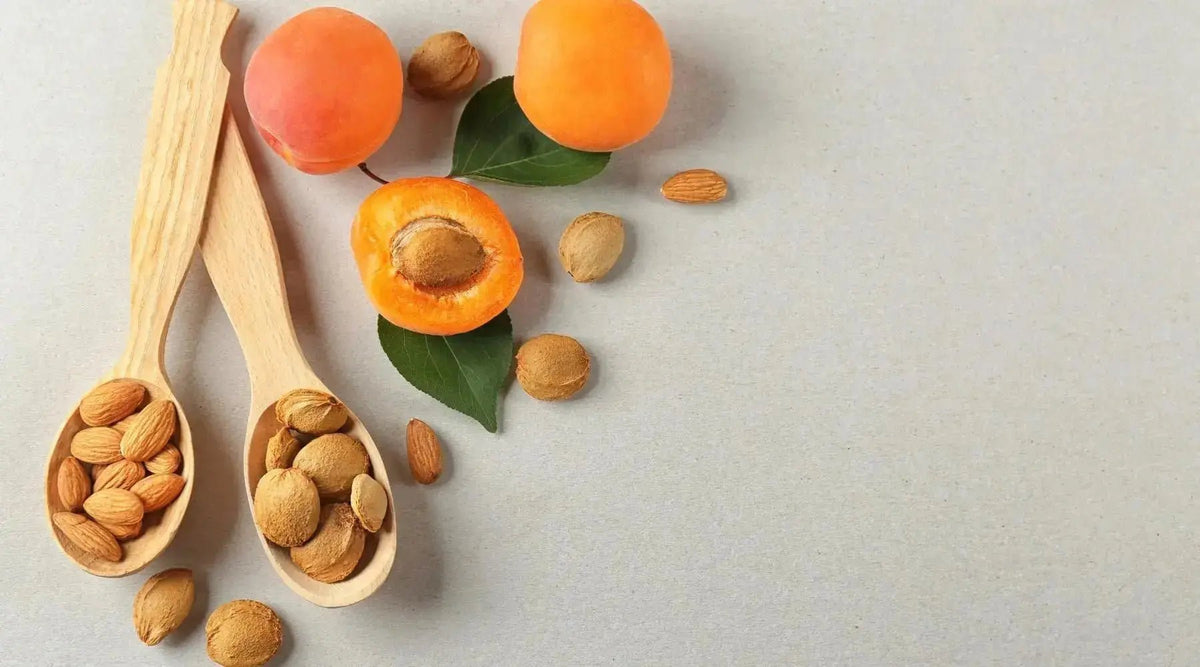 Sweet Apricot Kernels Seeds: Unveiling the Health Benefits and Culinary Uses - Khan Dry Fruits