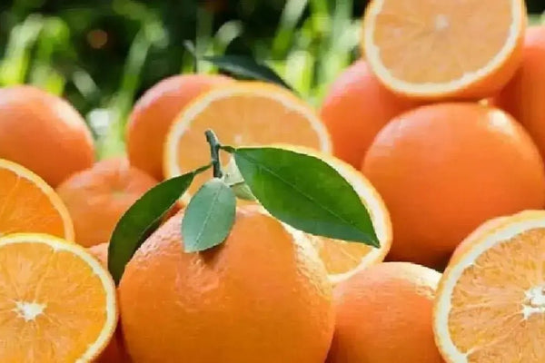 The King of Winter Fruits: Citrus